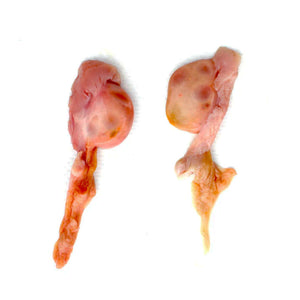 Beef Ovary Glands - Female Fertility