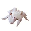 Pasture Raised Chicken Wings (Corn and Soy Free)