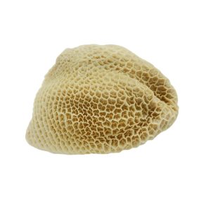 Grass Fed Goat Tripe Stomach